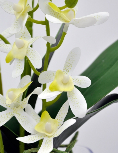 Orquídea dendrobium blanc artificial con maceta transparente